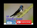 Download Lagu Suara panggil walet PAJERO SPORT