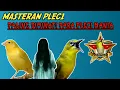 Download Lagu MASTERAN PLECI TEMBAKAN KENARI \u0026 KUNTI | MASTERAN PLECI NEMBAK KENARI | MASTERAN PLECI NEMBAK KUNTI