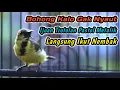 Lagu CUIT CUIT CERR PANCINGAN PENGGACOR PALING JITU UNTUK SEMUA SOGON‼️HITUNGAN DETIK LANGSUNG RESPON