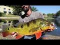 Catching Big Naples Florida Peacock Bass