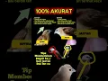 Download Lagu ciri emprit kaji jantan dan betina 100% akurat #empritkaji #empritkaji #bondol