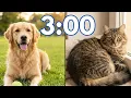 3 Minute Timer Cats and Dogs