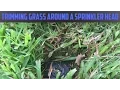 How to trim Grass around a Lawn Sprinkler Head