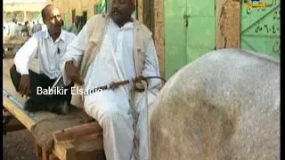 جمال حسن سعيد دراما سودانية 