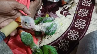 Baby parrots