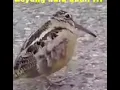 Download Lagu Ngakak burung bernynyi