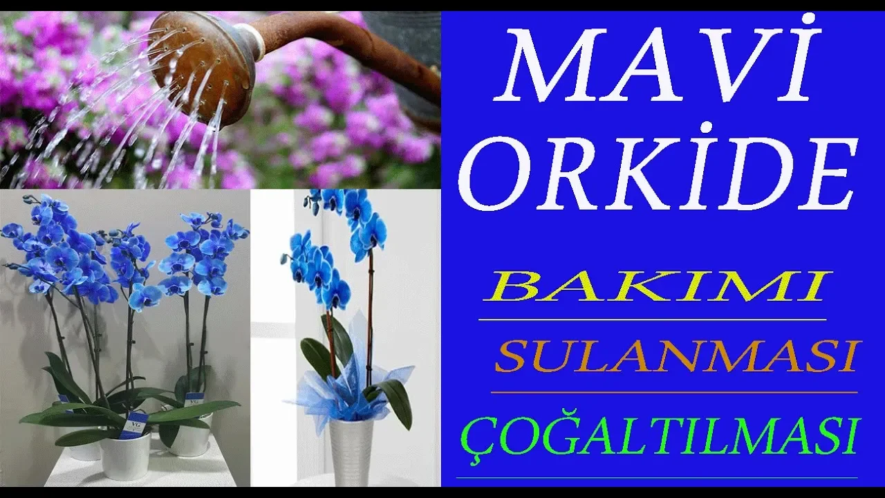 MAVI ORKIDE BAKIMI NASIL YAPILIR? HOW TO CARE FOR BLUE ORCHIDS?