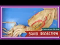Squid Dissection Pen Ink EDU