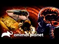 Download Lagu The Most Shocking Creatures and Infections | Monsters Inside Me | Animal Planet