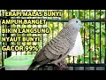Lagu Perkutut Lokal Gacor Suara Super Kristal - Pancingan Malas Bunyi  (99%AMPUH BANGET)