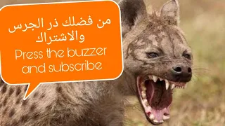                                 صوت الضباع المتوحشه دندنها