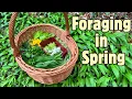 Foraging Walk in Spring - Wild Edible Greens and Flowers