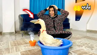 لما امك تدعي عليك وتتحول دكر بط    السلسيلي دندنها