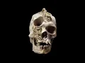 Download Lagu Skulls and Aliens and Heads from the Past all Unexamined by Scholars but Why