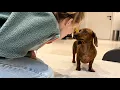 Mini dachshund welcomes mom home after a long day