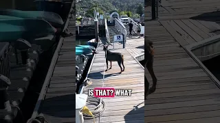Good morning.. #fyp #dream #doberman #pets #youtube