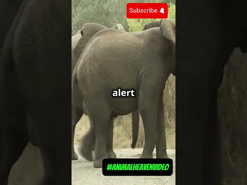 Adorable baby Elephants playing 🐘 #animalheavenvideo #animals #nature #wildlife #elephant #cute