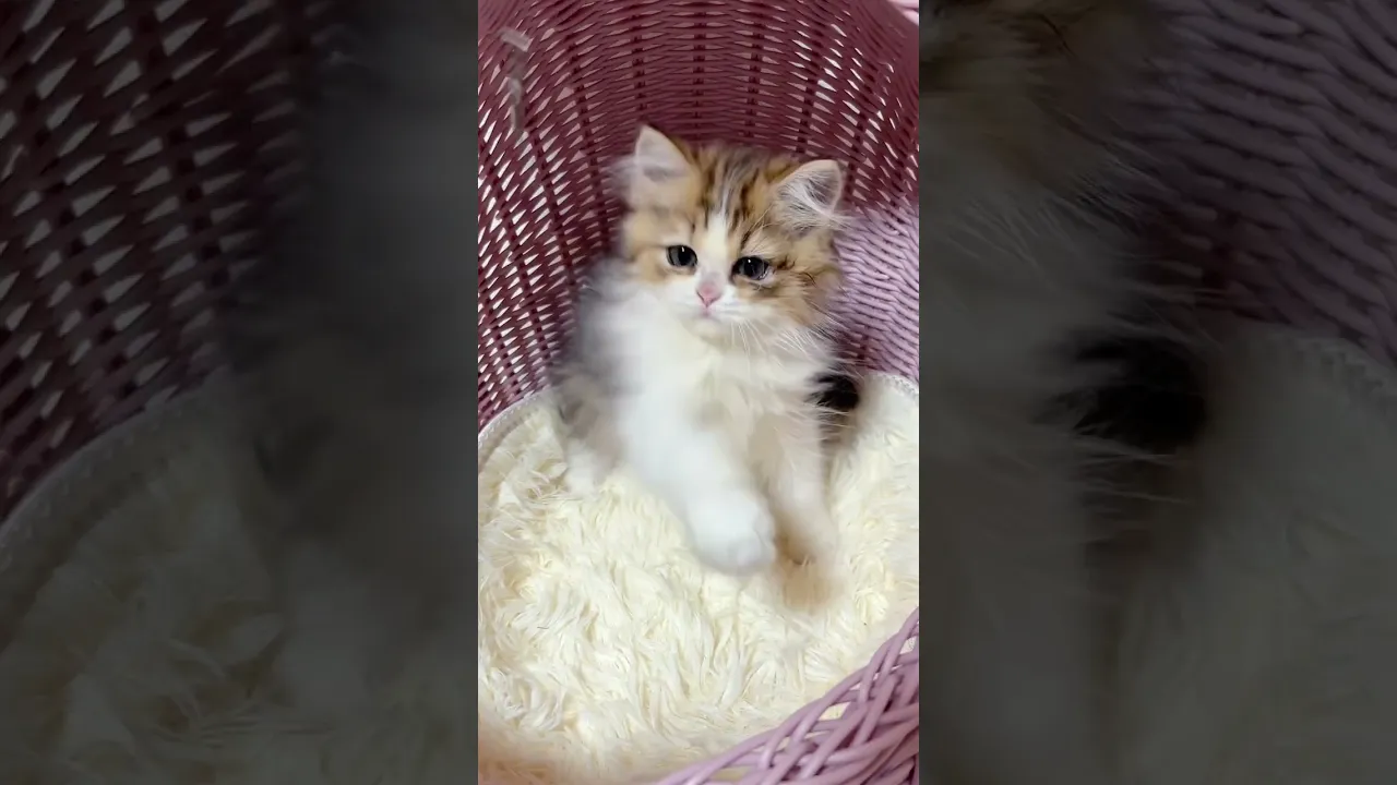 動画