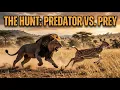 The Hunt Predator vs Prey Nature s Ultimate Survival Battle