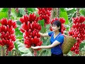Download Lagu How to Harvesting Sweet Tropical Java Red Banana - Recipe Traditional Giant Banana Bread in Village
