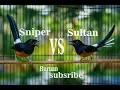 Download Lagu GILA BANGET ..... Murai Sultan VS Murai Sniper Bisa Buat Mancing Emosi Murai Mania Di Indonesia