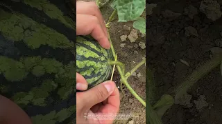 Why Do We Stick Toothpicks Into Watermelon Vines 