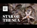 Star of the Sea Tidepooling at Duxbury Reef