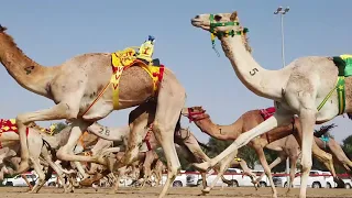 تغطية قناة الواحة لمهرجان سمو ولي عهد دبي للهجن ٢٠٢٠ الحلقة الثالثة 