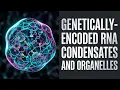 Build-a-Cell seminar Lorenzo Di Michele Genetically-encoded RNA condensates and organelles