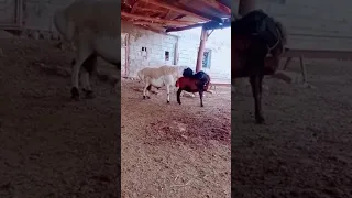 عملية تزاوج عند قطيع الغنم 