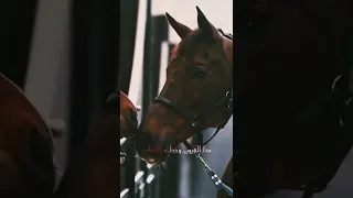 تمون   نادر الشراري   حالات واتس اب الخيل دندنها