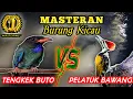 Lagu TENGKEK BUTO VS PELATUK BAWANG - Masteran Handalan Sangg Jawara