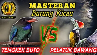 tengkek buto vs pelatuk bawang masteran handalan sangg jawara