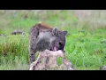 The Insane Biology of: The Spotted Hyena