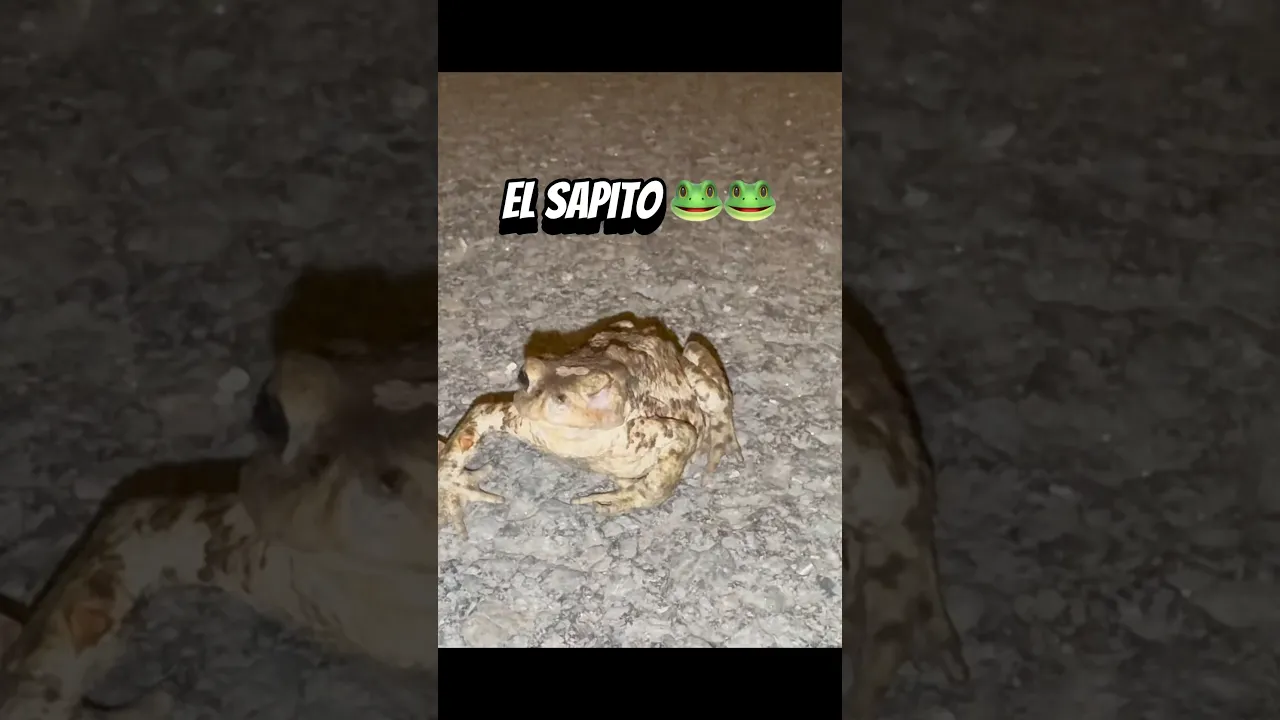 El sapito 🐸