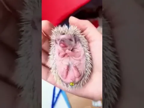 Pequeño erizo rescatado #shorts