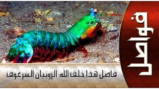 هذا خلق الله ::: سرعوف صاحب اسرع ضربة على وجه الارض .