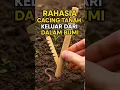 Download Lagu Het geheim van regenwormen die uit de aarde komen 😲🪱
