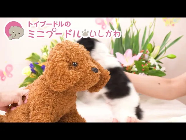 動画