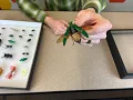 How to Make an Insect Collection Display Case DIY Bug Collecting with Home Science Tools