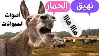 نهيق الحمار   أصوات  الحيوانات   الحيوانات الاليفة دندنها