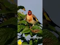 European gold finch #birds #thebirdsonggroup #birdsounds #birdsong #goldfinch_singing