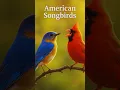 Download Lagu Top 5 Wild American Birds Singing | Relaxing Nature Sounds (No Music)