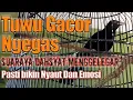 Download Lagu Suara Keras BURUNG TUWU Pasti Bikin Nyaut dan Ikut Emosi | Song of Asian Koel
