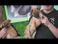 Adopt-A-Pet PAWS Chicago