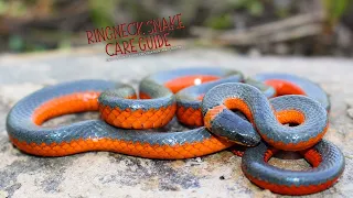 Ringneck Snake Care Guide Enclosure Setup Feeding Costs Venom Discussion