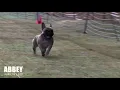 French Bulldog AKC Fast CAT Run