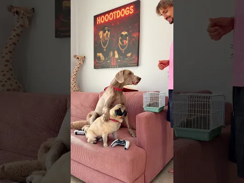 У СОБАК ПОЯВИЛСЯ НОВЫЙ ПИТОМЕЦ 😍