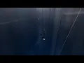 Download Lagu Alexey Molchanov WORLD RECORD 133m Free Immersion at Vertical Blue 2023 by Garmin.