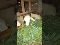 Download Lagu #shortvideo #animals #shorts #short #sheepfarming #sheep  #dombalucu #domba
